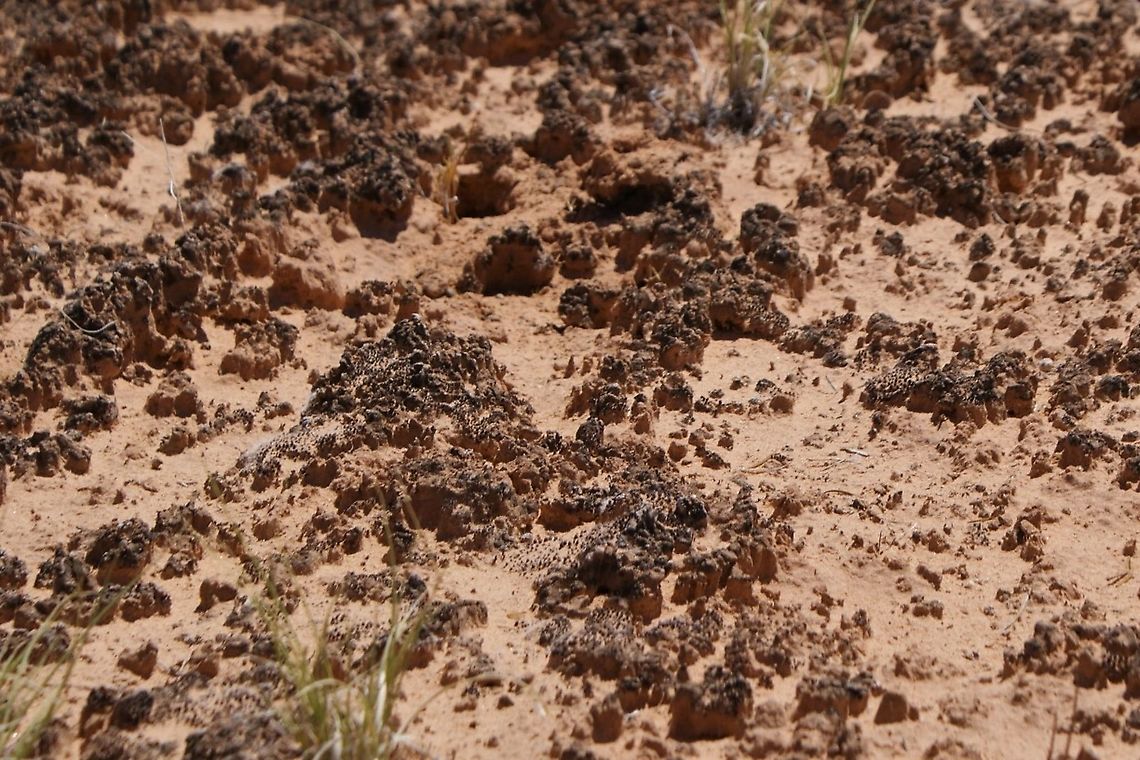 Cryptobiotic Soil, Canyonlands NP &lsquo;Crypto&rsquo; meaning hidden and &lsquo;bio&rsquo; meaning life is made up of five living organisms: cyanobacteria, lichens, mosses, green algae, and micro fungi.<br />
These organisms work together to form a hard black crust that helps with preventing erosion, absorbing rainfall, and provides nutrients for the growing plants around it.<br />
Cryptobiotic soil is the glue that holds the desert together. It gives plants a safe sturdy place to grow, it protects the earth below it from washing away during rain, and it keeps the life that can survive the deserts harsh conditions from blowing away and turning a once green area into rolling barren sand dunes.<br />
The top layer absorbs the rain keeping the area around it from washing away, as well as making water available for dryer seasons.  In addition, when cryptobiotic soil is dry the organisms that it consists of lie dormant. When it rains however the mosses, lichens, cyanobacteria, algae, and fungi can move through the sand leaving behind a sheath on loose areas creating the beginnings of new crypto.  Cryptobiotic soil also helps with the process of nitrogen fixation.<br />
Cryptobiotic soil is very fragile particularly to footfall.  After a patch of cryptobiotic soil is destroyed, this causes sandblasting which often buries other crypto covered areas. Visual recovery can take 1-7 years in favorable conditions. After that it can take up to 45 years for lichens to reappear and 250 years for mosses meaning that if an area is destroyed today it can take up to eight generations for that area of crypto to be fully recovered as long as there are favorable conditions. If not in a matter of just a few years that area will become sand dunes. Barren, dry, and lifeless. Canyonlands NP,Cryptobiotic Soil,Utah