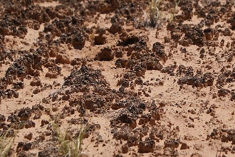 Cryptobiotic Soil, Canyonlands NP ‘Crypto’ meaning hidden and ‘bio’ meaning life is made up of five living organisms: cyanobacteria, lichens, mosses, green algae, and micro fungi.
These organisms work together to form a hard black crust that helps with preventing erosion, absorbing rainfall, and provides nutrients for the growing plants around it.
Cryptobiotic soil is the glue that holds the desert together. It gives plants a safe sturdy place to grow, it protects the earth below it from washing away during rain, and it keeps the life that can survive the deserts harsh conditions from blowing away and turning a once green area into rolling barren sand dunes.
The top layer absorbs the rain keeping the area around it from washing away, as well as making water available for dryer seasons.  In addition, when cryptobiotic soil is dry the organisms that it consists of lie dormant. When it rains however the mosses, lichens, cyanobacteria, algae, and fungi can move through the sand leaving behind a sheath on loose areas creating the beginnings of new crypto.  Cryptobiotic soil also helps with the process of nitrogen fixation.
Cryptobiotic soil is very fragile particularly to footfall.  After a patch of cryptobiotic soil is destroyed, this causes sandblasting which often buries other crypto covered areas. Visual recovery can take 1-7 years in favorable conditions. After that it can take up to 45 years for lichens to reappear and 250 years for mosses meaning that if an area is destroyed today it can take up to eight generations for that area of crypto to be fully recovered as long as there are favorable conditions. If not in a matter of just a few years that area will become sand dunes. Barren, dry, and lifeless. Canyonlands NP,Cryptobiotic Soil,Utah