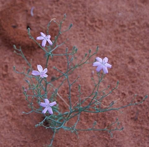 Brownplume Wirelettuce following thunderstorm In the South Coyote Buttes area manged by the BLM.  Access now requires a permit (max 20 per day) Arizona,Brownplume Wirelettuce,South Coyote Buttes,Stephanomeria pauciflora