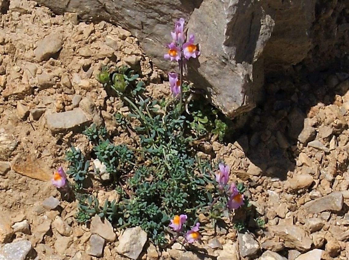 Alpine Toadflax ssp. filicaulis On the scree above the Fuente D&eacute; cable car in the Picos Alpine Toadflax,Cantabria,Linaria alpina ssp. filicaulis,Picos de Europa,Spain