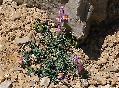 Alpine Toadflax ssp. filicaulis On the scree above the Fuente Dé cable car in the Picos Alpine Toadflax,Cantabria,Linaria alpina ssp. filicaulis,Picos de Europa,Spain