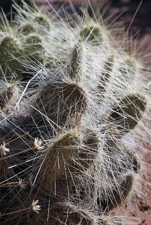 Opuntia polyacantha var. erinacea - Grizzly bear prickly pear In Canyonland's Island in the Sky.  Do not touch as the spines break off when touched and are very difficult to remove from flesh. Canyonlands NP,Grizzly bear prickly pear,Opuntia polyacantha var. erinacea,Utah