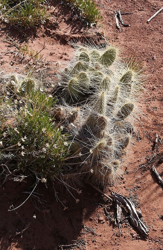 Grizzly bear prickly pear At Island in the Sky within the Canyonlands NP. Canyonlands NP,Grizzly bear prickly pear,Opuntia polyacantha var. erinacea,Utah