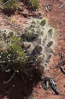 Grizzly bear prickly pear At Island in the Sky within the Canyonlands NP. Canyonlands NP,Grizzly bear prickly pear,Opuntia polyacantha var. erinacea,Utah
