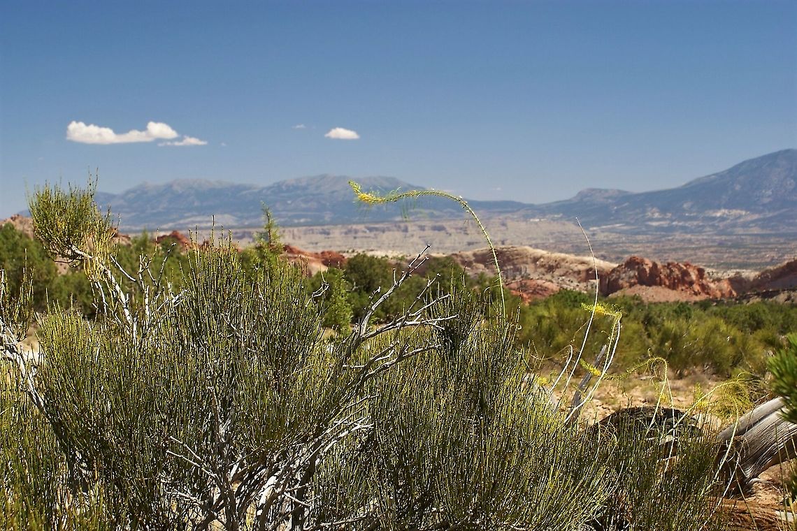 Desert Plume Close by the Burr Trail road Desert Princesplume,Grand Staircase Escalante NM,Stanleya pinnata,Utah
