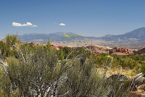 Desert Plume Close by the Burr Trail road Desert Princesplume,Grand Staircase Escalante NM,Stanleya pinnata,Utah