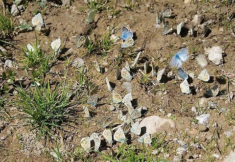 Chalkhill Blue Taking on salts in the Pico de Europa Cantabria,Chalkhill blue,Picos de Europa,Polyommatus coridon,Spain