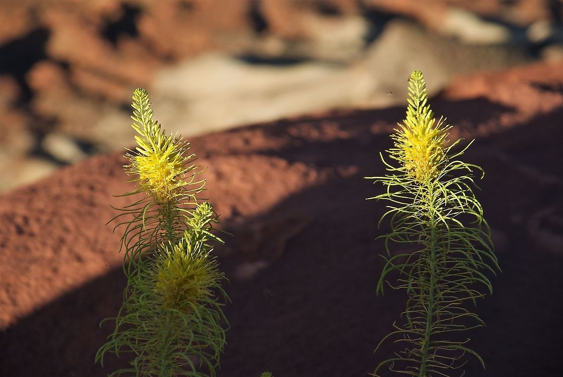 Desert Plume At the Green River Overlook Canyonlands NP,Desert Princesplume,Stanleya pinnata,Utah