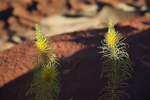 Desert Plume At the Green River Overlook Canyonlands NP,Desert Princesplume,Stanleya pinnata,Utah