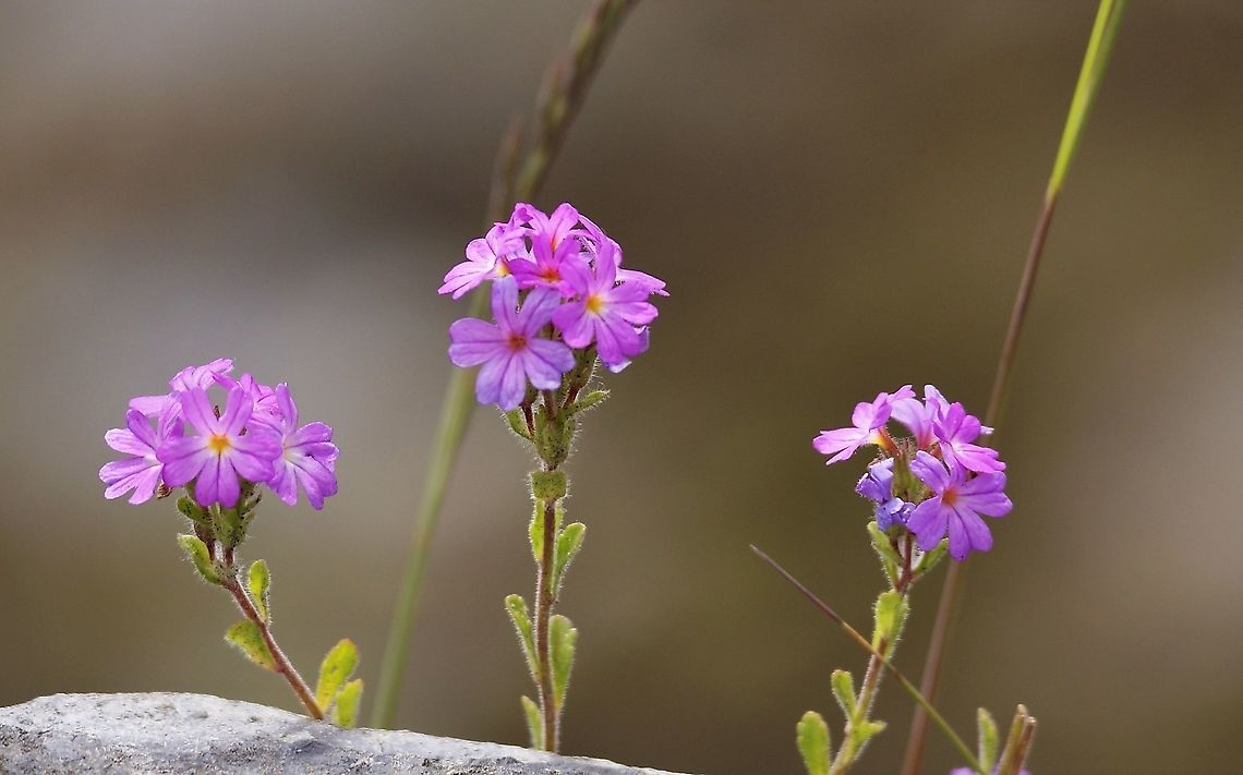 Fairy Foxglove  Bridge Over the Atlantic,Erinus alpinus,Fairy Foxglove,Scotland,Seil Island