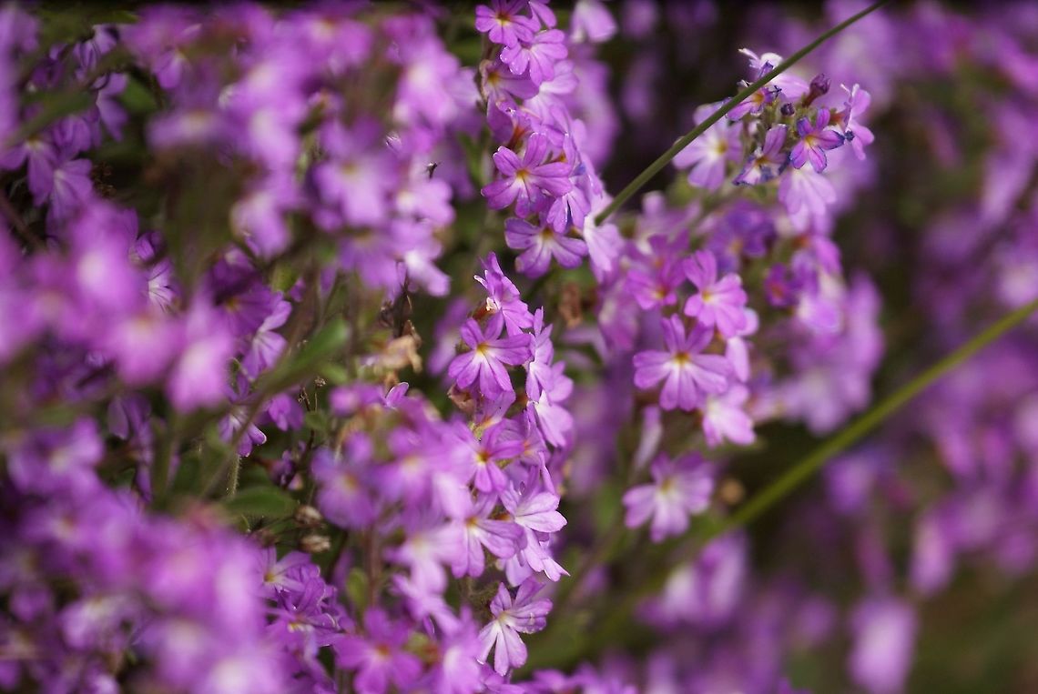 Fairy Foxglove The only place I've seen these little plants, on Clachan Bridge (Bridge Over the Atlantic). Bridge Over the Atlantic,Erinus alpinus,Fairy Foxglove,Scotland,Seil Island
