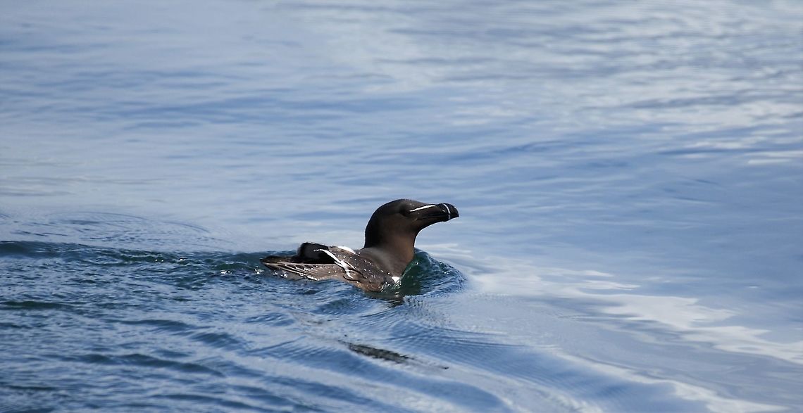 Razorbill Near the Corryvrechan Alca torda,Corryvrechan,Razorbill,Scotland,Seil Island