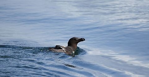 Razorbill Near the Corryvrechan Alca torda,Corryvrechan,Razorbill,Scotland,Seil Island