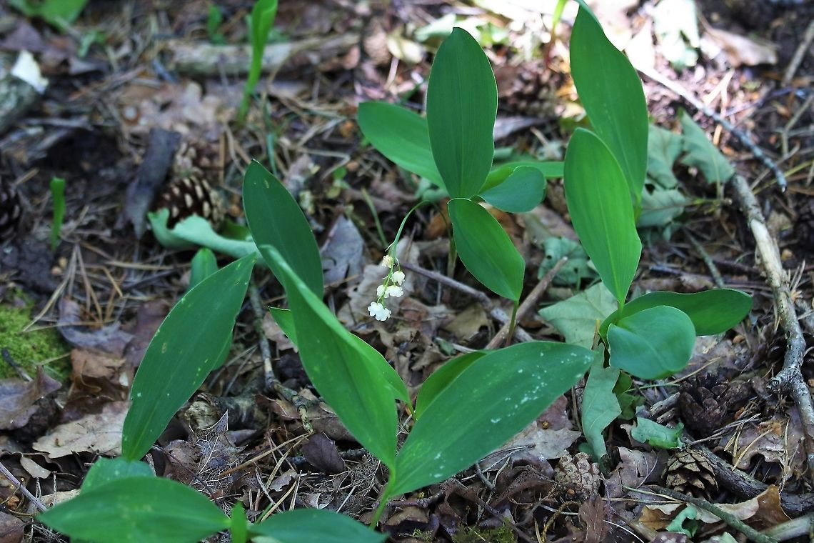 Lily of the Valley Now rare in the wild, here growing in a nature reserve set up to save very rare limestone pavement Convallaria majalis,Cumbria,Gait Barrows,Lily of the valley