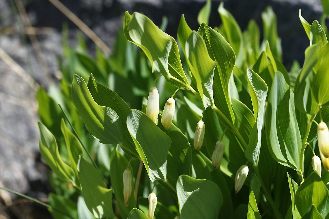 Angular Solomons Seal Growing in the Grykes of limestone pavement. Angular Solomons Seal,Cumbria,Gait Barrows,Polygonatum odoratum