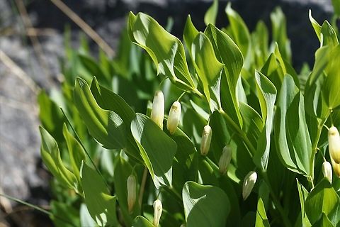 Angular Solomons Seal Growing in the Grykes of limestone pavement. Angular Solomons Seal,Cumbria,Gait Barrows,Polygonatum odoratum