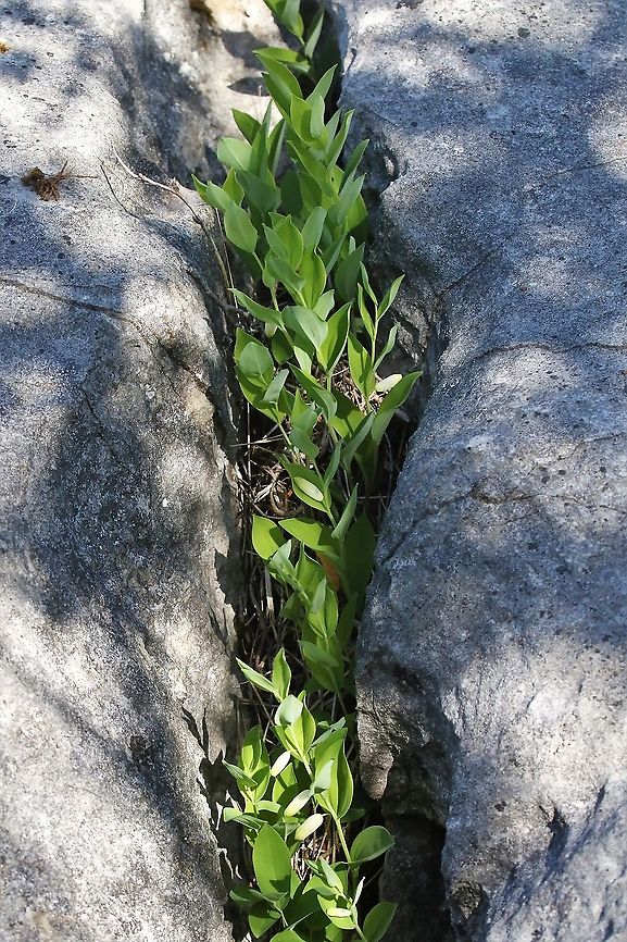 Angular Solomons Seal in Gryke Growing between the clints of a limestone pavement Angular Solomons Seal,Cumbria,Gait Barrows,Polygonatum odoratum