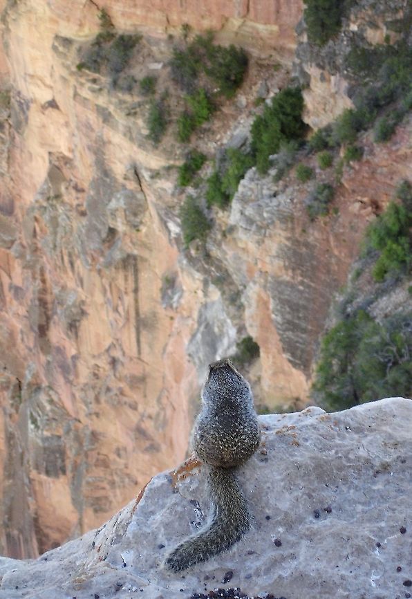 Rock Squirrel contemplating the meaning of Life, gazing into the Grand Canyon We didn&#039;t feed the rock squirrels Arizona,Grand Canyon,Otospermophilus variegatus,Rock squirrel,South Rim