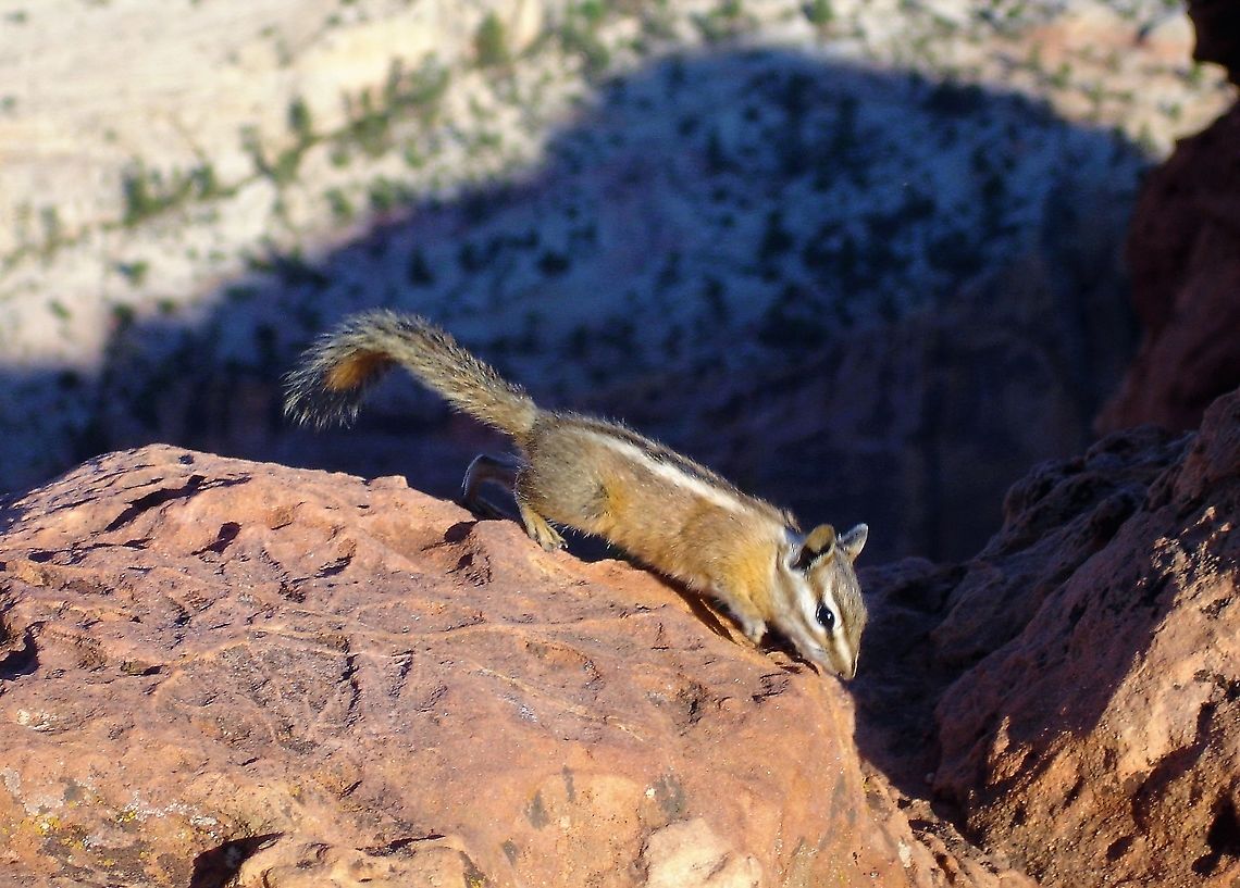 Unita Chipmunk above Zion National Park Early morning above Zion Canyon Neotamias umbrinus,Uinta chipmunk,Utah,Zion National Park