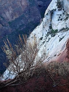 Big Sagebrush above Zion Canyon Sitting 640 metres above Zion Canyon at Observation Point. Artemisia tridentata,Big sagebrush,Utah,Zion National Park