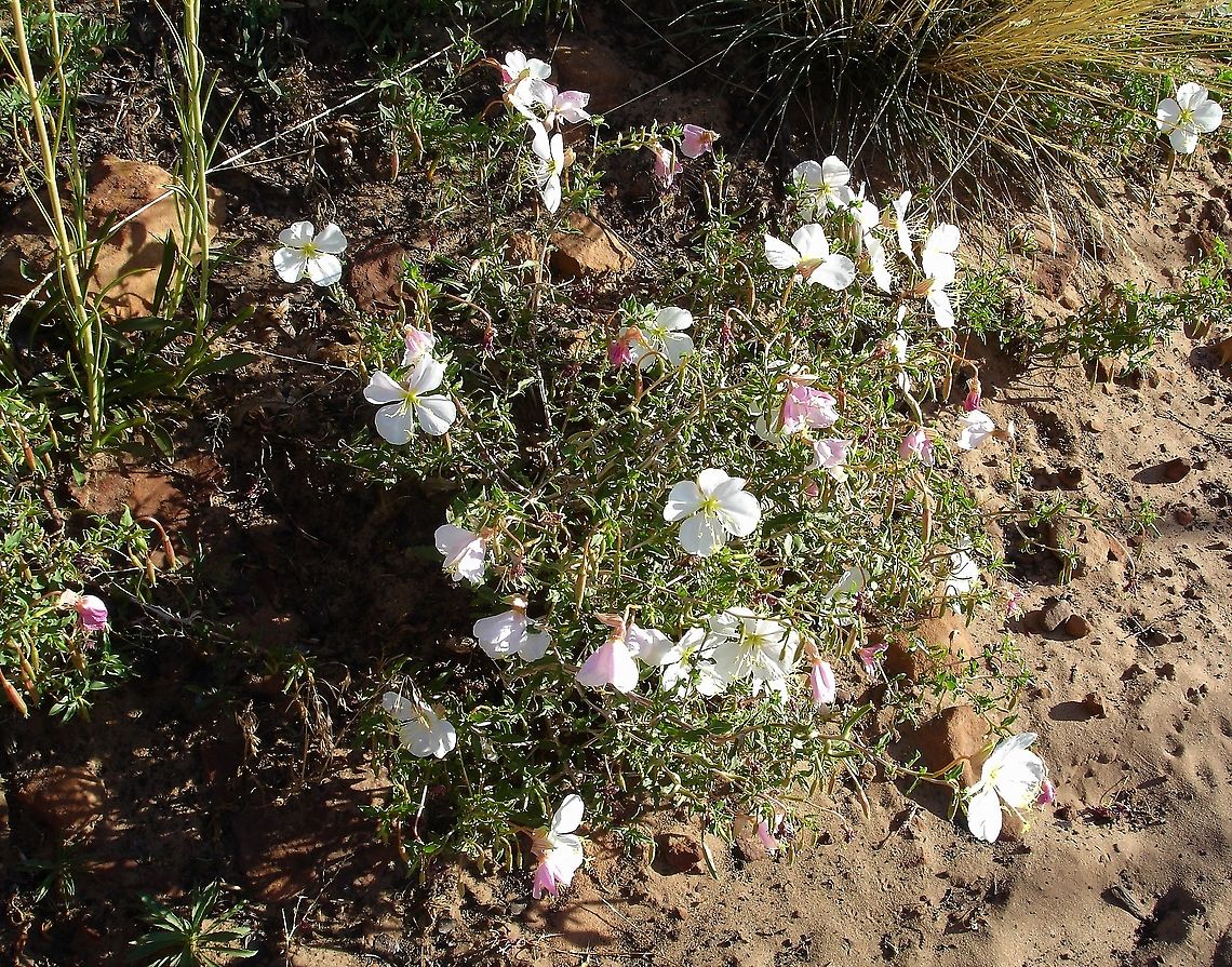 Pale Evening Primrose By a trail in Zion National Park Oenothera pallida,White Evening Primrose,Zion National Park
