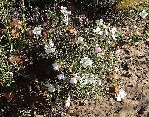 Pale Evening Primrose By a trail in Zion National Park Oenothera pallida,White Evening Primrose,Zion National Park
