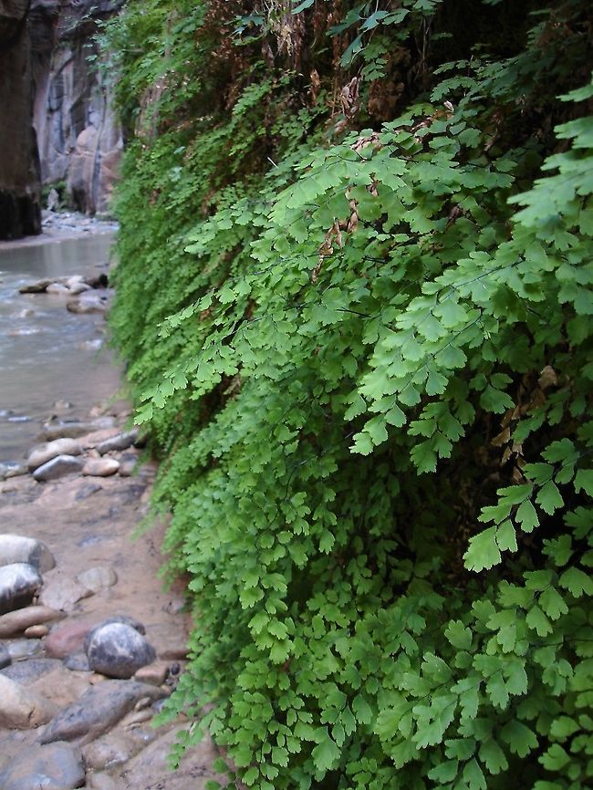 Maiden Hair Fern in the Virgin River Narrows On the lower walls of the Virgin river narrows. Adiantum capillus-veneris,Southern maidenhair fern,Utah,Zion National Park