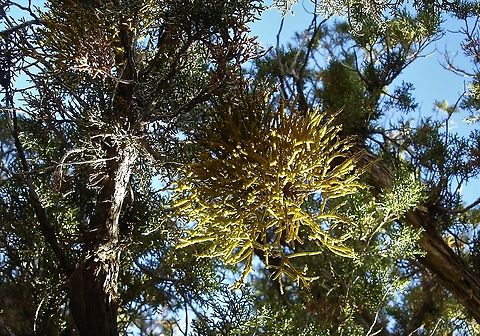 Juniper Mistletoe This parasitises juniper trees, here on the Utah Juniper in Zion National Park. Juniper Mistletoe,Phoradendron juniperinum,Utah,Zion National Park