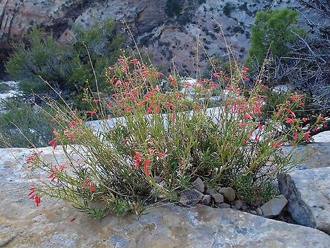 Firecracker penstemon Here seen in Zion National Park Firecracker penstemon,Penstemon eatonii,Utah,Zion National Park