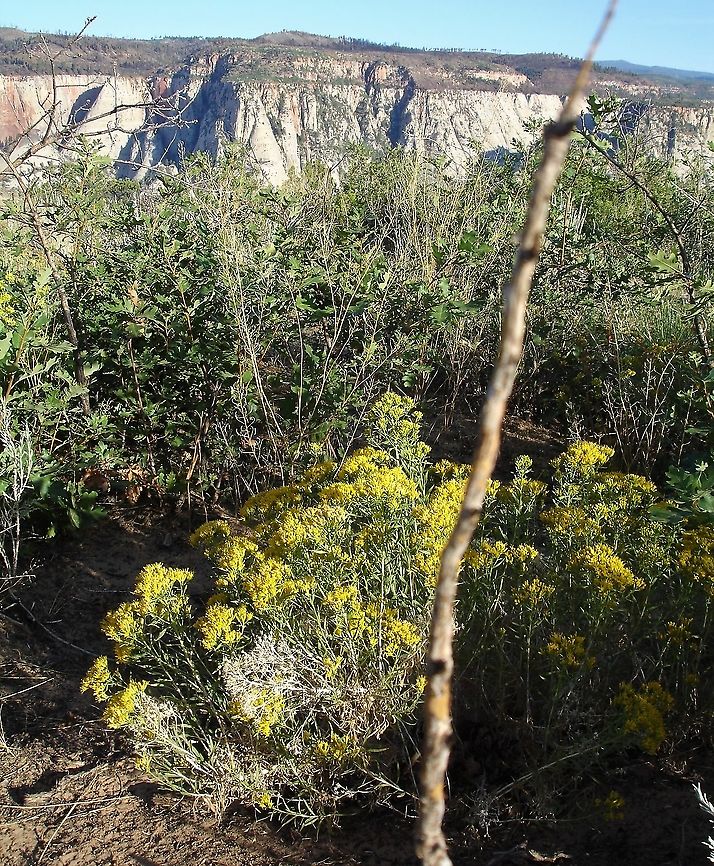 Rubber Rabbitbrush High above Zion Canyon. Ericameria nauseosa,Rubber Rabbitbrush,Utah,Zion National Park