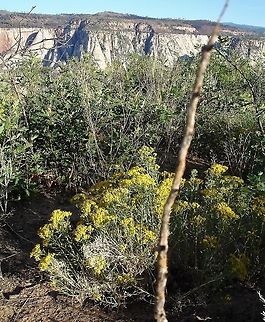 Rubber Rabbitbrush High above Zion Canyon. Ericameria nauseosa,Rubber Rabbitbrush,Utah,Zion National Park