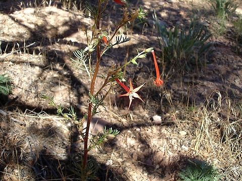 Scarlet Gilia In Zion Canyon Ipomopsis aggregata,Scarlet Gilia,Utah,Zion National Park