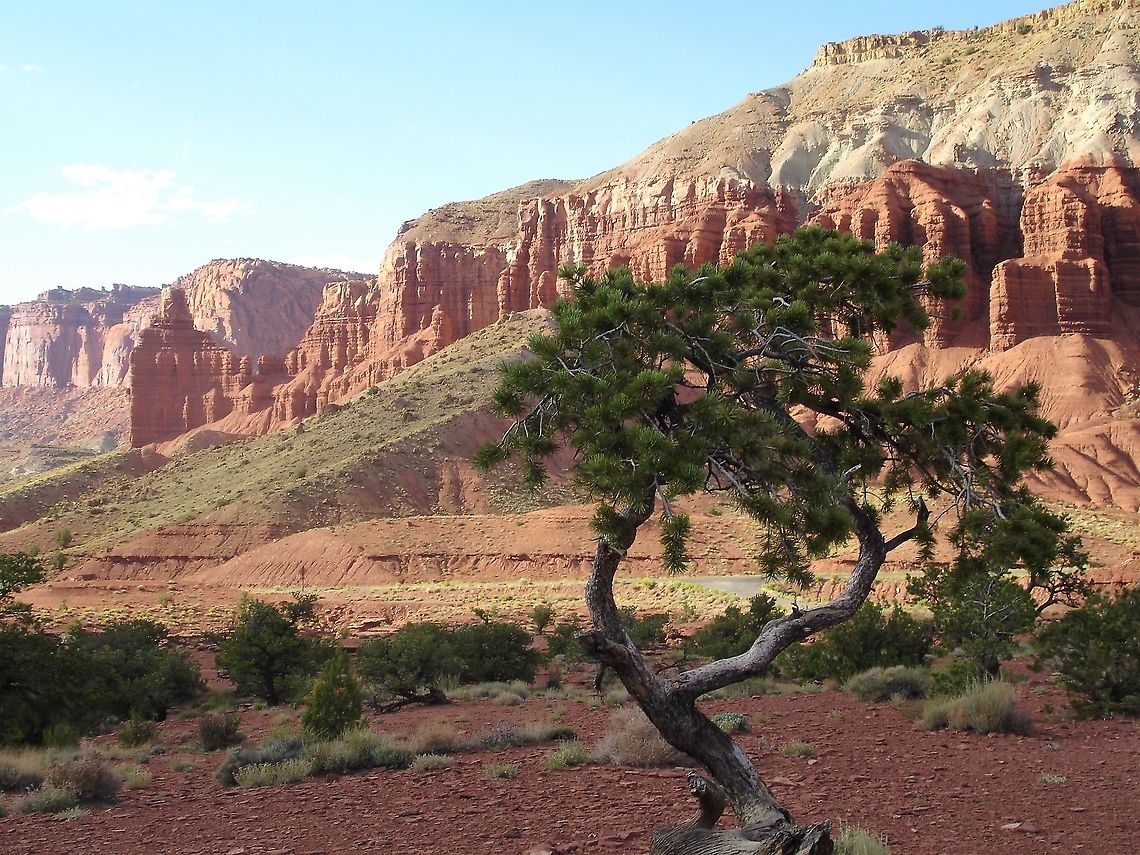 Pinyon Pine Produces the pine nuts that native Americans ate and that we now buy from supermarkets (there are about 20 species that produce the edible nuts.  Here the pine stands in front of the Rim Rock between Torrey and Capitol Reef. Capitol Reef,Pinus edulis,Pinyon Pine,Rim Rock,Utah