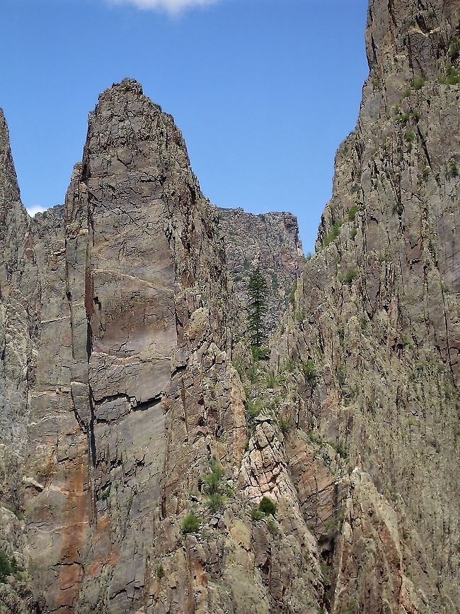 Douglas Fir Douglas fir growing against the 800m high walls of the Black Canyon of Gunnison. The bands in the rock are pegmatite Black Canyon of Gunnison,Colorado,Douglas fir,Pegmatite,Pseudotsuga menziesii