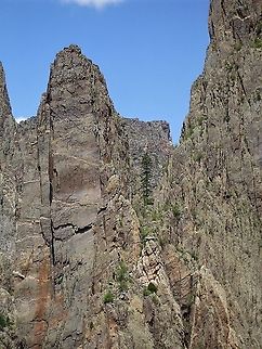 Douglas Fir Douglas fir growing against the 800m high walls of the Black Canyon of Gunnison. The bands in the rock are pegmatite Black Canyon of Gunnison,Colorado,Douglas fir,Pegmatite,Pseudotsuga menziesii