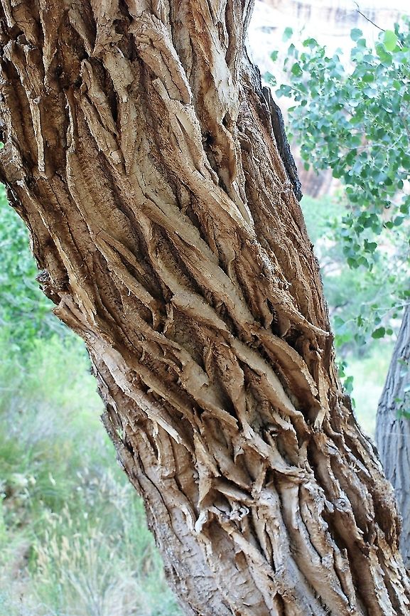 Freemont Cottonwood - Bark  Freemont Cottonwood,Natural Bridges National Monument,Populus freemontii,Populus fremontii,Utah