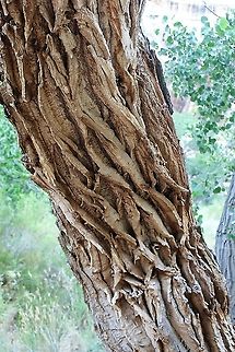 Freemont Cottonwood - Bark  Freemont Cottonwood,Natural Bridges National Monument,Populus freemontii,Populus fremontii,Utah