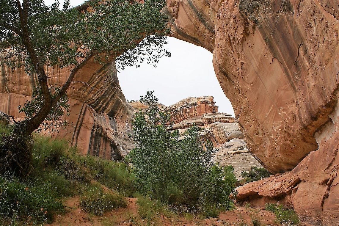Freemont Cottonwood and Sipapu Bridge Freemont Cottonwood at Natural Bridges National Monument.  Under Sipapu Bridge Freemont Cottonwood,Natural Bridges National Monument,Populus freemontii,Sipapu Bridge,Utah