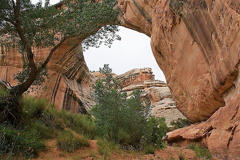 Freemont Cottonwood and Sipapu Bridge Freemont Cottonwood at Natural Bridges National Monument.  Under Sipapu Bridge Freemont Cottonwood,Natural Bridges National Monument,Populus freemontii,Sipapu Bridge,Utah