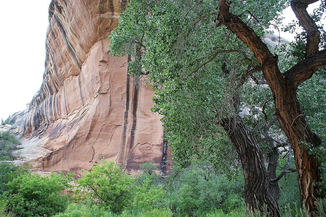 Freemont Cottonwood and Sipapu Bridge 2 This riparian cottonwood growing in White Canyon under the Sipapu Bridge Freemont Cottonwood,Natural Bridges National Monument,Populus freemontii,Populus fremontii,Sipapu Bridge,Utah