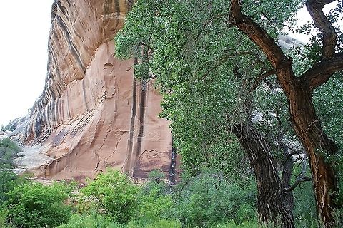 Freemont Cottonwood and Sipapu Bridge 2 This riparian cottonwood growing in White Canyon under the Sipapu Bridge Freemont Cottonwood,Natural Bridges National Monument,Populus freemontii,Populus fremontii,Sipapu Bridge,Utah