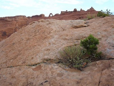 Bigelow Sagebrush & Pinyon Pine, Arches National Park Bigelow Sagebrush with Pinyon Pine with Delicate Arch behind. Arches National Park,Artemisia bigelovii,Bigelow Sagebrush,Delicate Arch,Pinus edulis,Pinyon Pine,Utah