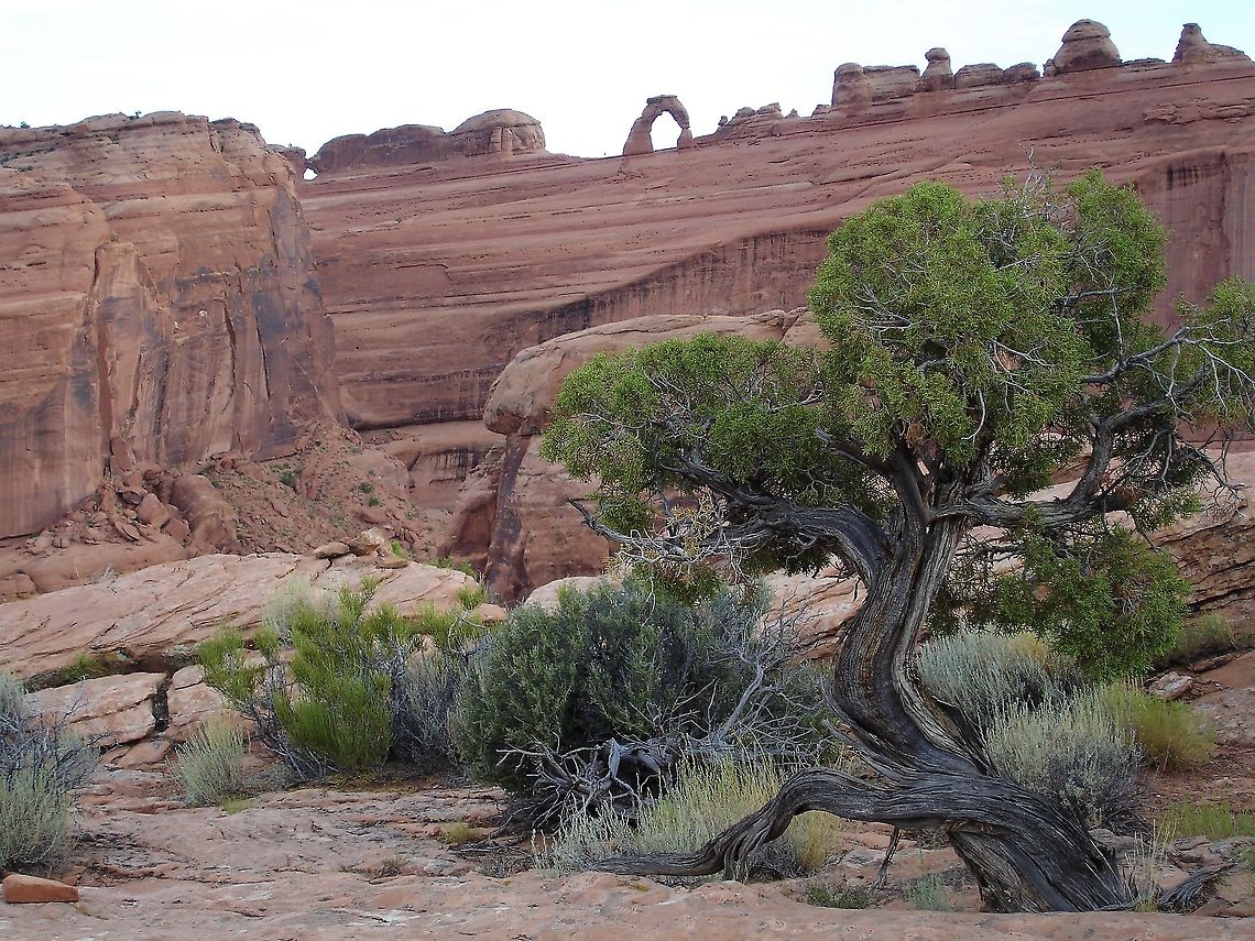 Bigelow Sagebrush directly below Utah Juniper, Arches National Park Bigelow Sagebrush at bottom of Utah Juniper with Delicate Arch behind Arches National Park,Artemisia bigelovii,Bigelow Sagebrush,Delicate Arch,Juniperus osteosperma,Utah,Utah Juniper