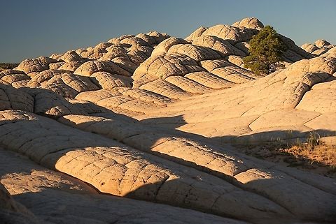 Ponderosa pine on the brain rock, White Pockets Early morning ponderosa pine on the Navajo sandstone (brain rock) Arizona,Pinus ponderosa,White Pocket,ponderosa pine