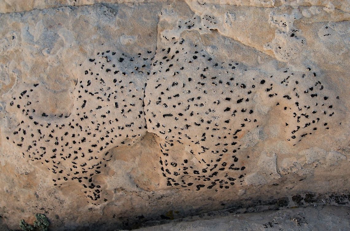 Polysporina gyrocarpa, a crustose lichen Found this at White Pocket, Arizona on the Navajo sandstone.  I've seen a suggestion that it is a tile lichen which I can see but it's suggested that it is Lecidea tessellata which eventually dissolves the rock using acids and leaves an etching in the rock.  Other photo below shows that effect, at bottom left.  However to me this does not look like Lecidea tessellata as the apothecia seems far too regular compared to what appears visible here???  Any experts to help, never seen anything like this anywhere else and this was only in one small area here.<br />
<br />
<a href="https://www.jungledragon.com/image/109605" rel="nofollow">https://www.jungledragon.com/image/109605</a>  Arizona,Polysporina gyrocarpa,Vermilion Cliffs,White Pocket,crustose lichen