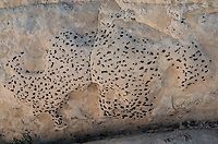 Polysporina gyrocarpa, a crustose lichen Found this at White Pocket, Arizona on the Navajo sandstone.  I've seen a suggestion that it is a tile lichen which I can see but it's suggested that it is Lecidea tessellata which eventually dissolves the rock using acids and leaves an etching in the rock.  Other photo below shows that effect, at bottom left.  However to me this does not look like Lecidea tessellata as the apothecia seems far too regular compared to what appears visible here???  Any experts to help, never seen anything like this anywhere else and this was only in one small area here.<br />
<br />
https://www.jungledragon.com/image/109605  Arizona,Polysporina gyrocarpa,Vermilion Cliffs,White Pocket,crustose lichen