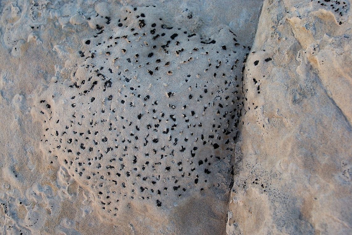 A crustose lichen, Polysporina gyrocarpa  Arizona,Polysporina gyrocarpa,Vermilion Cliffs,White Pocket,crustose lichen