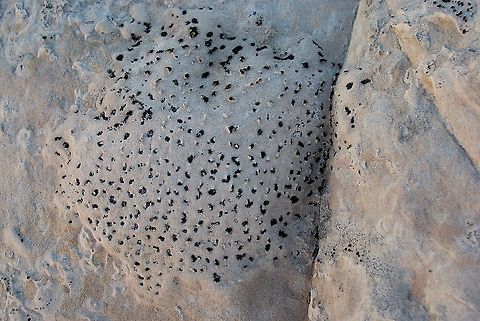 A crustose lichen, Polysporina gyrocarpa  Arizona,Polysporina gyrocarpa,Vermilion Cliffs,White Pocket,crustose lichen