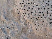 Polysporina gyrocarpa Cut down photo to show "etching" at bottom left - eaten away by acid?? Arizona,Polysporina gyrocarpa,Vermilion Cliffs,White Pocket,crustose lichen