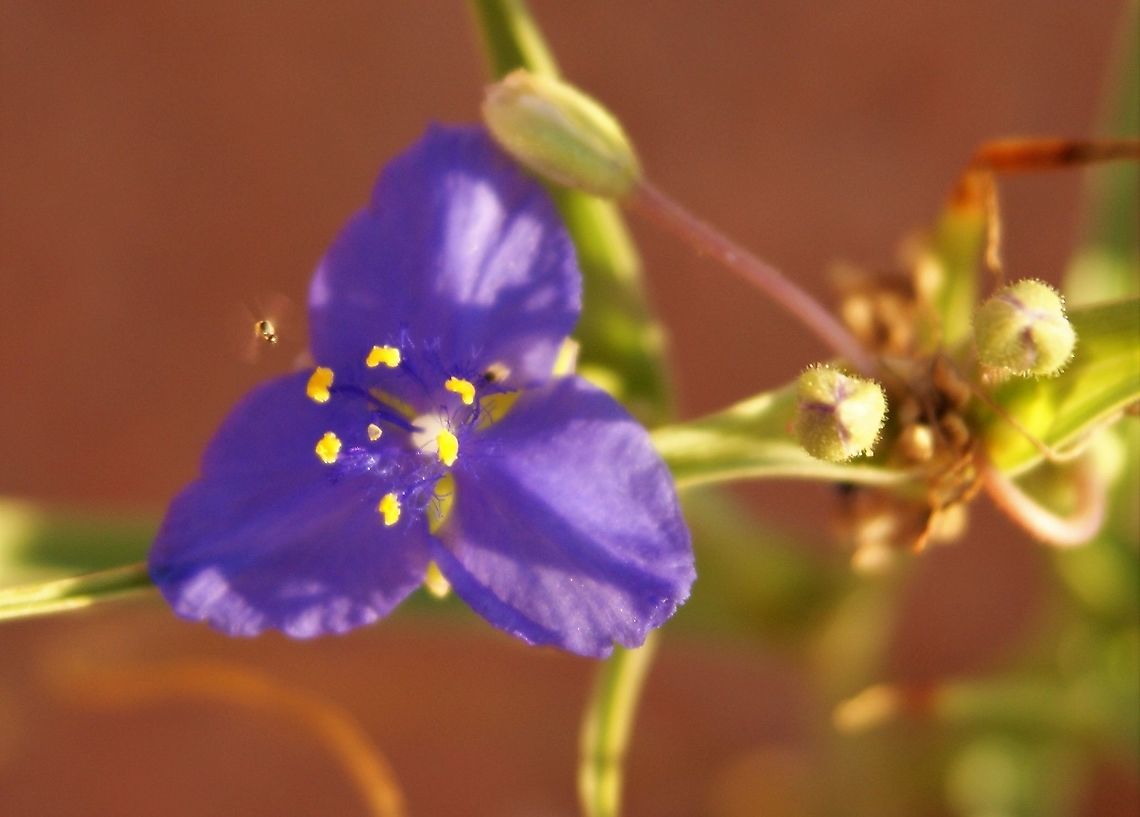 Prairie Spiderwort, White Pocket Prairie spiderwort.  I understand that sweat bees may be the main pollinator of this plant but as the flower holds no nectar and is only open for a few hours, it may be that this insect is a pollinator here&gt; Arizona,Tradescantia occidentalis,Vermilion Cliffs,Western spiderwort,White Pocket